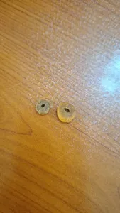 تجریه خرید غذای خشک رفلکس مدل مولتی کالر مخصوص گربه بالغ فله وزن 1 کیلوگرم