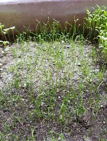 بذر سبزی خوراکی بذر طلایی برتر کد P-S-BZT-08 مجموعه 8 عددی