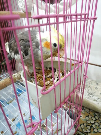 غذای تشویقی عروس هلندی ولکانو میلورم کد MWC60 وزن 60 گرم