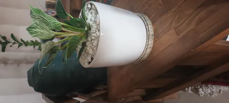 گل طبیعی فیلودندرون برکین  تافکو مدل s1