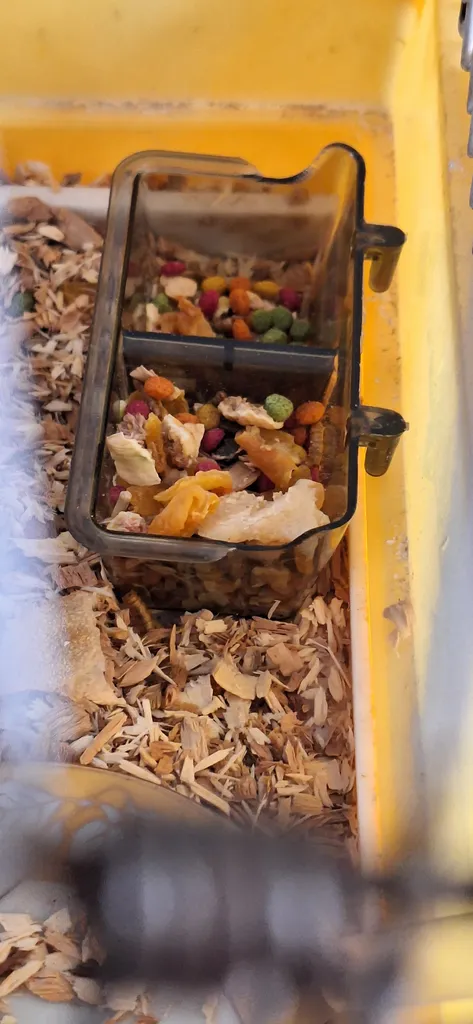 غذای تشویقی همستر ولکانو میلورم کد MWH60 وزن 60 گرم