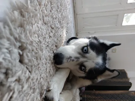 فرش ماشینی مدل شگی فلوکاتی زمینه نسکافه ای