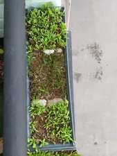 تجریه خرید بذر گشنیز بذر طلایی برتر کد BZT-98