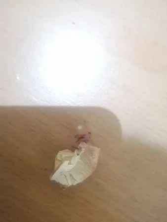 گل خشک بسته بندی مدل رنگارنگ