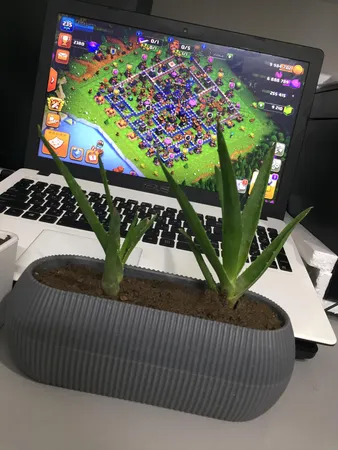 گلدان مدل کاکتوسی قایقی