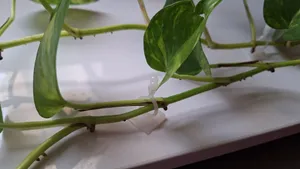 تجریه خرید گیره مدل پتوس کد G10 بسته 10 عددی