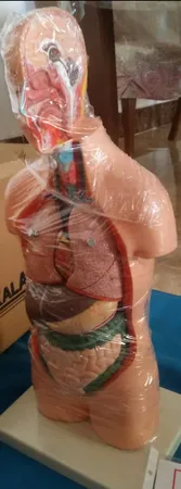 بازی آموزشی صنایع آموزشی طرح مولاژ نیم تنه انسان کد 20047