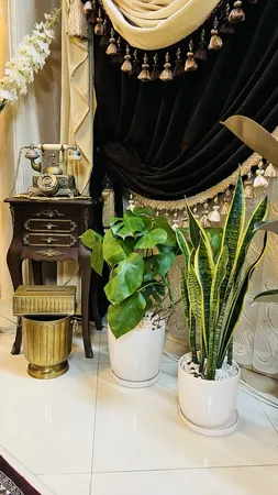 گل طبیعی بابا ادم  تافکو کد 2025