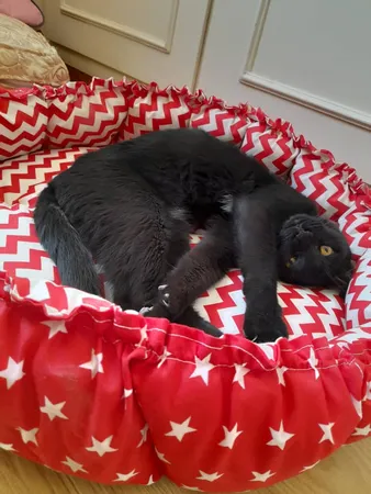 جای خواب سگ و گربه مدل mypet367