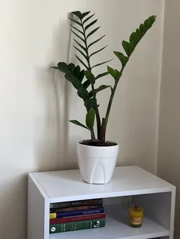 گیاه طبیعی زامیفولیا گل گیفت کد GP005