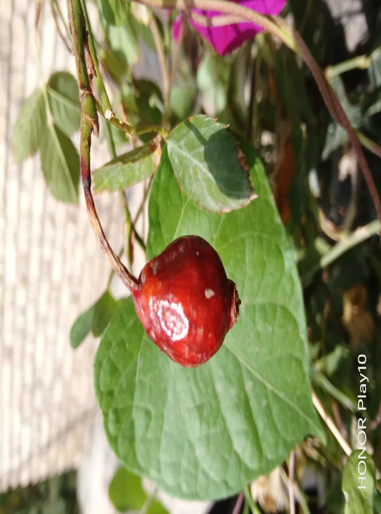 گوشی موبایل آنر مدل Play10 دو سیم کارت ظرفیت 64 گیگابایت و رم 3 گیگابایت