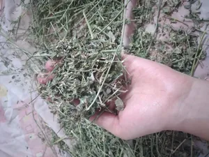 تجریه خرید یونجه خشک خرگوش و جوندگان لوپ هاوانا کد 015 وزن 3 کیلوگرم