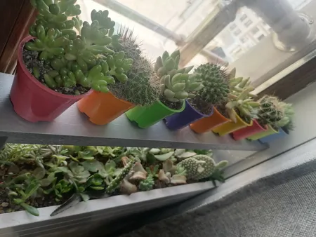 گیاه طبیعی کاکتوس و ساکولنت آیدین کاکتوس کد CB-009 بسته 12 عددی