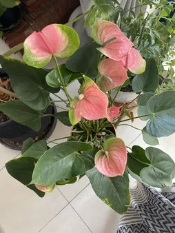 گیاه طبیعی آنتوریوم صورتی بنیس فلاور مدل A-01