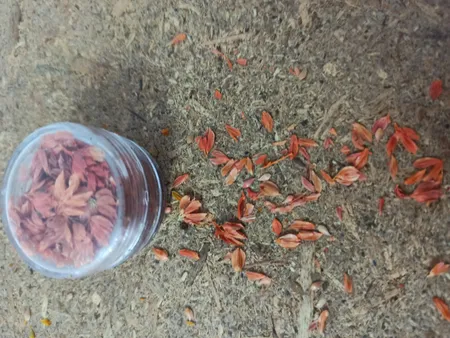 گل خشک چلیپا مدل رزین اپوکسی بسته 7 عددی