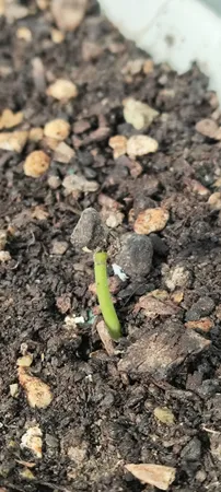 بذر گل های رونده میکس گلبرگ پامچال کد G-P-GP-04 مجموعه 4 عددی