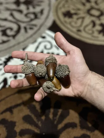 میوه تزیینی مدل بلوط بسته 10 عددی