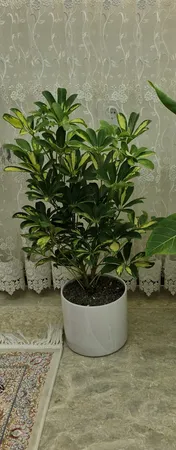 گل طبیعی شفلرا ابلغ تافکو کد 2026