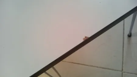 میز لپ تاپ مدل تاشو 40x60