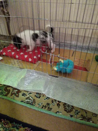 پارک سگ کد 01