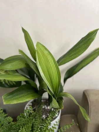 گیاه طبیعی برگ عبایی تافکو کد 1x