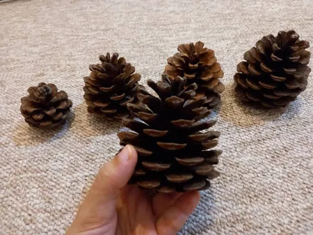 میوه تزیینی کاج مدل 121111مجموعه 5 عددی