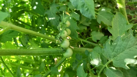 بذر گوجه گیلاسی قرمز فصل سبز کد SEED-024