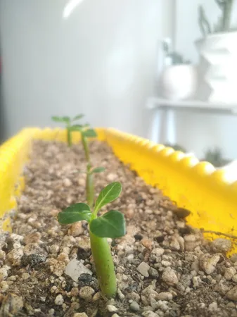 بذر بنسای آدنیوم صورتی سانیا سید مدل A03