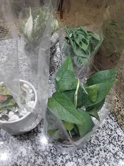 گیاه طبیعی کالادیوم مدل C-28