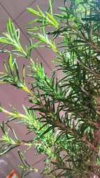 گیاه طبیعی رزماری کد yt40