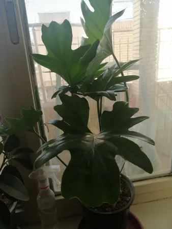 نگهدارنده گیاه مدل نیلوفری کد a-789 بسته چهار عددی