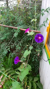 تجریه خرید بذر گل نیلوفر رونده الوان آذر سبزینه مدل A138