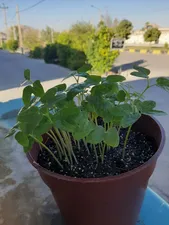 تجریه خرید بذر گل نیلوفر رونده الوان آذر سبزینه مدل A138