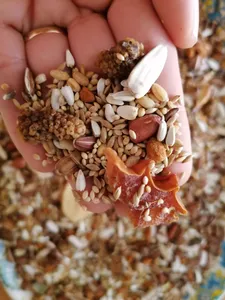 تجریه خرید غذای عروس هلندی سلکتیو مدل COCKATIEL وزن 1 کیلوگرم