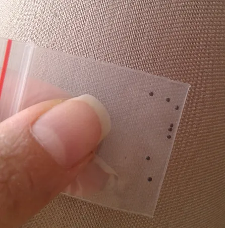 بذر گل حسن یوسف اسکارلت سانیا سید مدل Scarlet