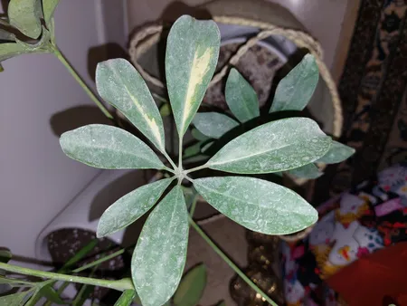 گل طبیعی شفلرا ابلغ تافکو کد 2026