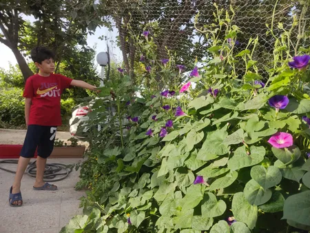 بذر گل نیلوفر رونده الوان گلبرگ پامچال کد GPF-093