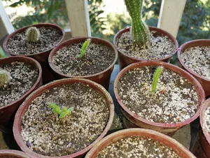 تجریه خرید بذر میر تلو کاکتوس آذر سبزینه مدل V41