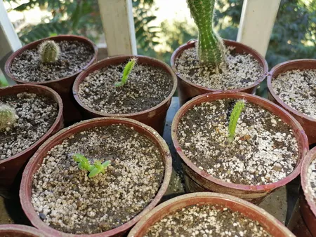 بذر میر تلو کاکتوس آذر سبزینه مدل V41