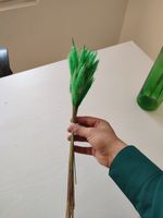گل خشک مدل دم روباهی 10_4