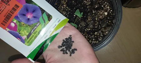 بذر گل نیلوفر رونده الوان گلبرگ پامچال کد GPF-093