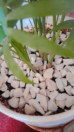 سنگ تزیینی مدل بادامی کد Bis1 وزن 2 کیلوگرم