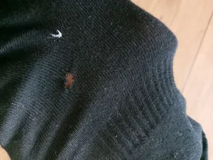 تجریه خرید جوراب ورزشی زنانه تن پوش هنگامه مدل کش اسپرت پنبه شیکاگو مجموعه 3 عددی