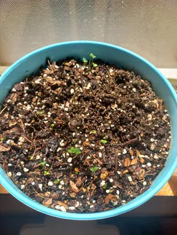 بذر ریحان بنفش بذر طلایی برتر کد BZT-94