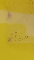 شانه ضد شپش وی کامب مدل TTVC01