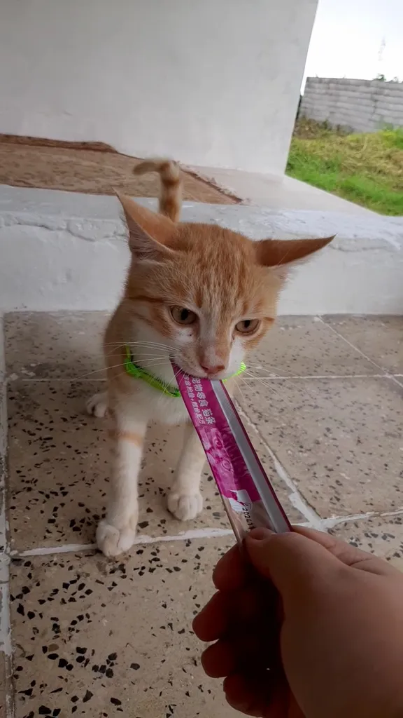 بستنی گربه ونپی مدل صورتی ماهی تن و کاد وزن 70 گرم