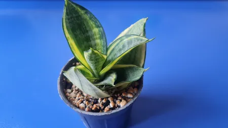 گیاه طبیعی سانسوریا هانی کد ls12