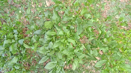 بذر اسفناج بذر طلایی برتر کد BZT-87