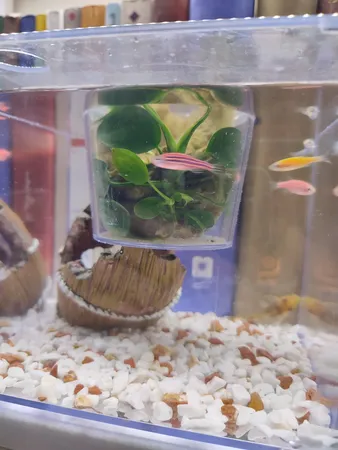 گلدان طرح آکواریوم کد ck106