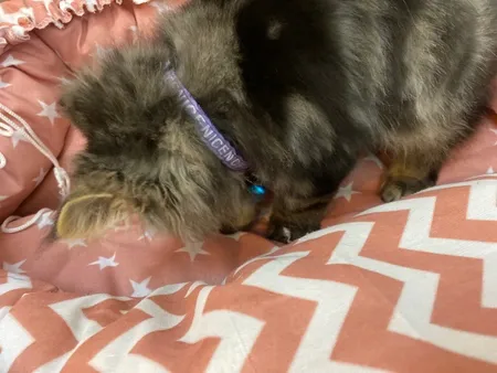 جای خواب سگ و گربه مدل mypet367